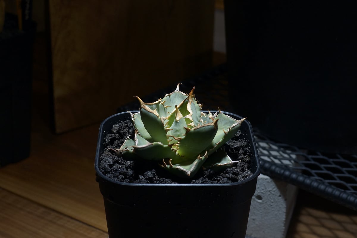 アガベ チタノタ 皇帝/EP-02 | アガベ専門店 モンスターハウス