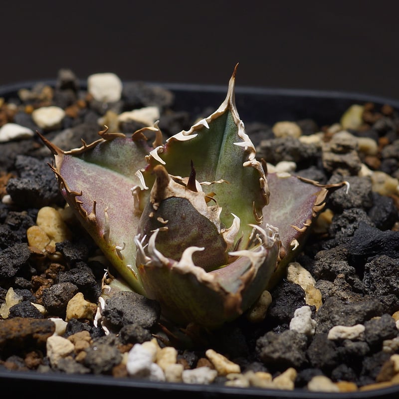 アガベ チタノタ レッドキャットウィーズル / 赤猫 RC-08