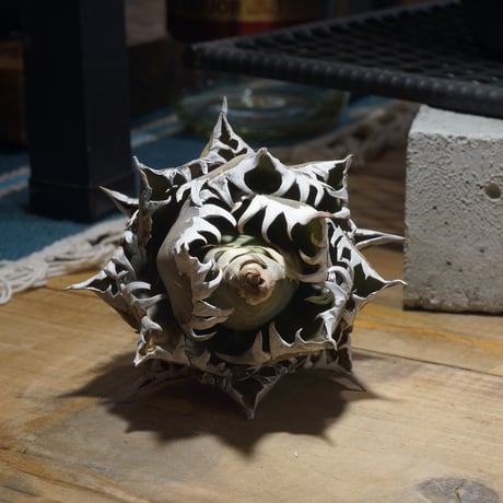 アイテム | アガベ専門店 モンスターハウス