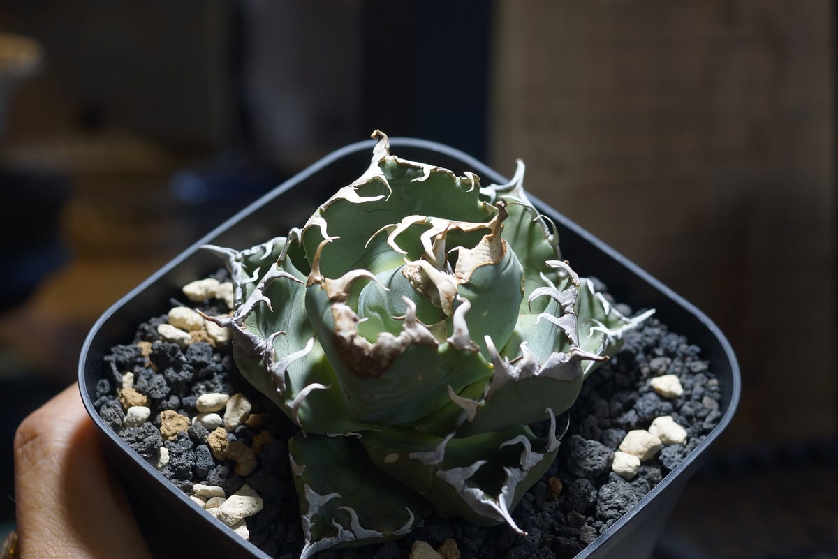 特選　魔丸　アガベ　チタノタ アガベ チタノタ 魔丸 / MG-09 | アガベ専門店 モンスターハウス