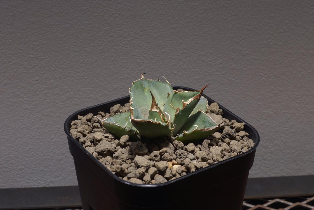 アガベ　チタノタ　ブラックアンドブルー　13センチ アガベ チタノタ ブラックアンドブルー 13センチ アガベ