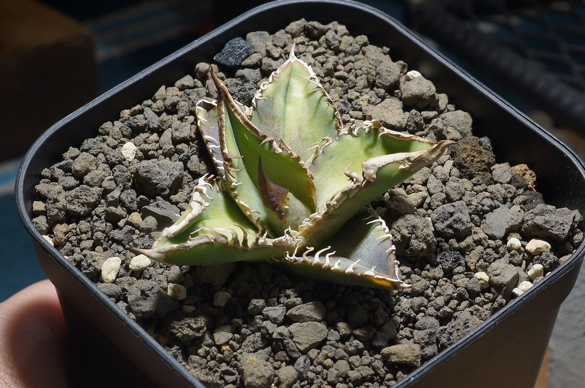 アガベ　チタノタ アガベ チタノタ 【公式通販】