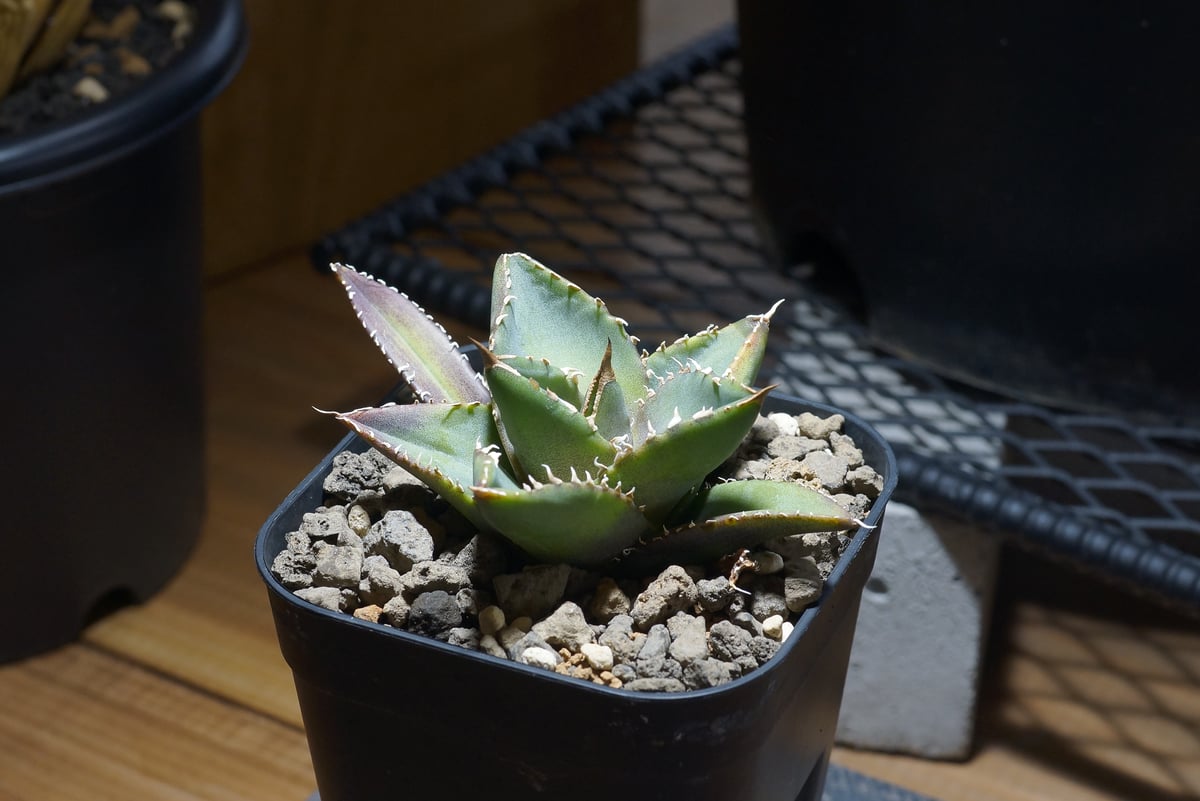 アガベ　チタノタ　王蟲 アガベ チタノタ 海王 / KO-01 | アガベ専門店 モンスターハウス