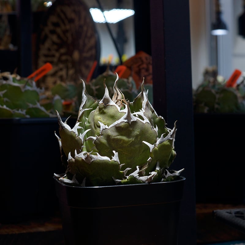 アガベ　チタノタ　鬼爪　ghost claw アガベ チタノタ 鬼爪 / Agave titanota 'Ghost Claw' #1 |