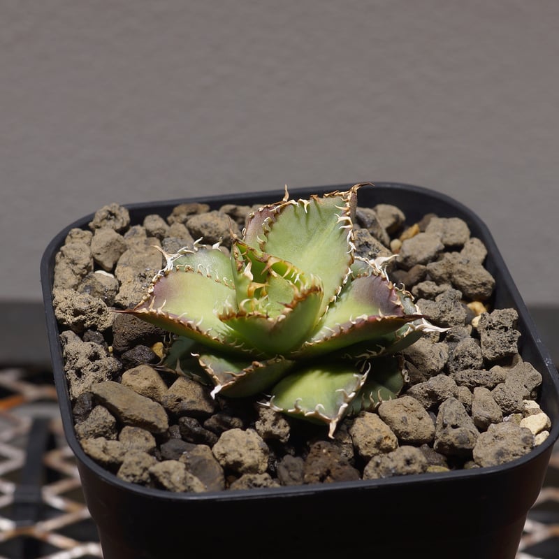 アガベ　　フィリグリー アガベ チタノタ フィリグリー 'デビル' Agave titanota