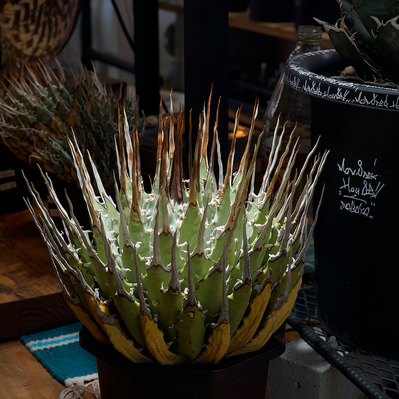 アガベ ユタエンシス エボリスピナ / ES-17 | アガベ専門店 モンスター