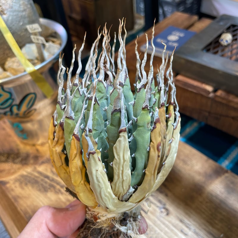 アガベ ユタエンシス エボリスピナ / ES-12 | アガベ専門店 モンスター