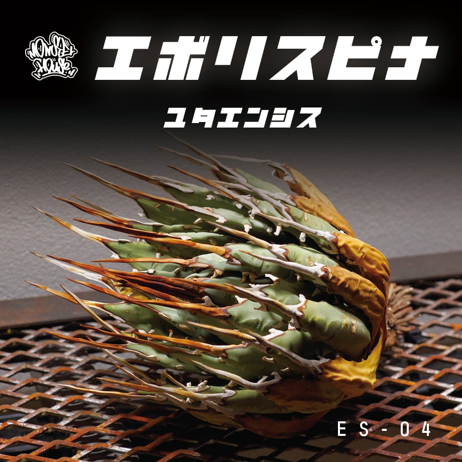 n*m様 アガベユタエンシス　エボリスピナ アガベ ユタエンシス エボリスピナ / ES-04【1月4日発根済