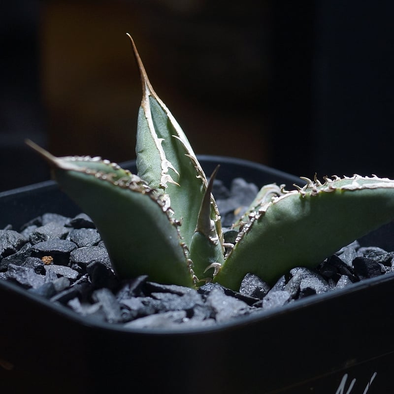 アガベ X犀牛 中株 アガベ・チタノタ 黒犀牛（中株）-020｜Titanota black rhino | Plu