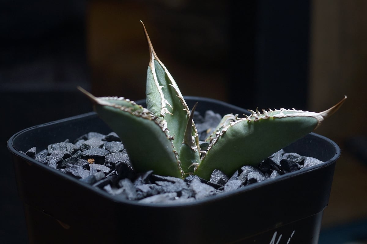 アガベ チタノタ X犀牛/ Dragon Agave産 xr-02 | アガベ専門店 モンス