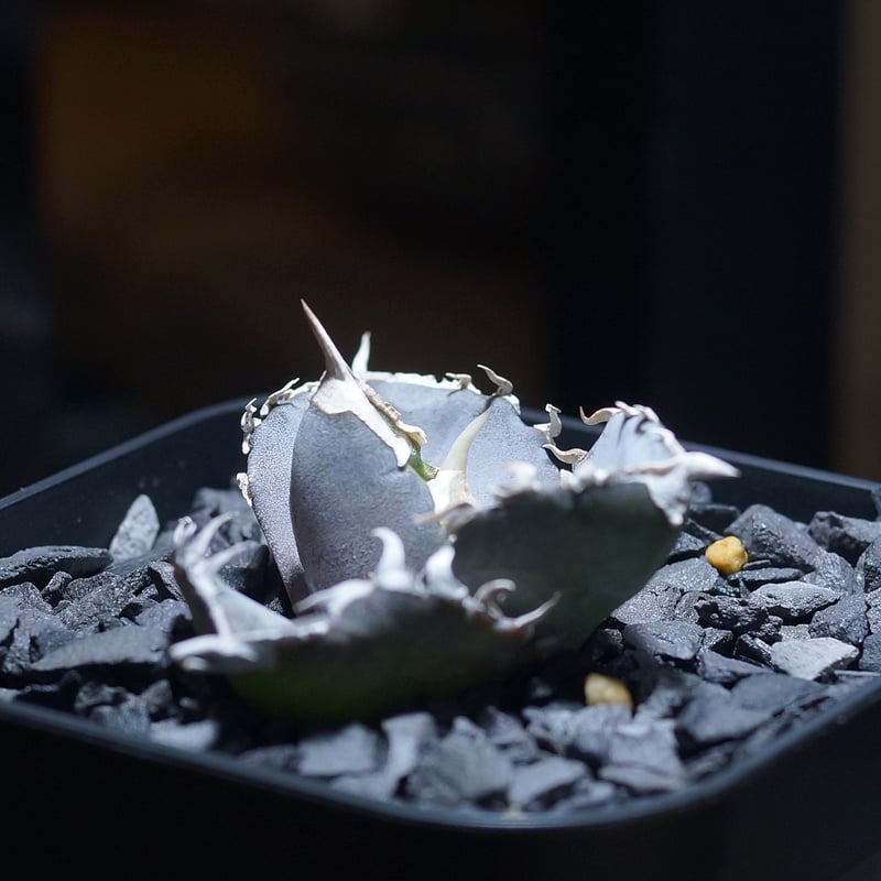 アガベ チタノタ 汪達/ Dragon Agave産 wd-02 | アガベ専門店 モンスタ