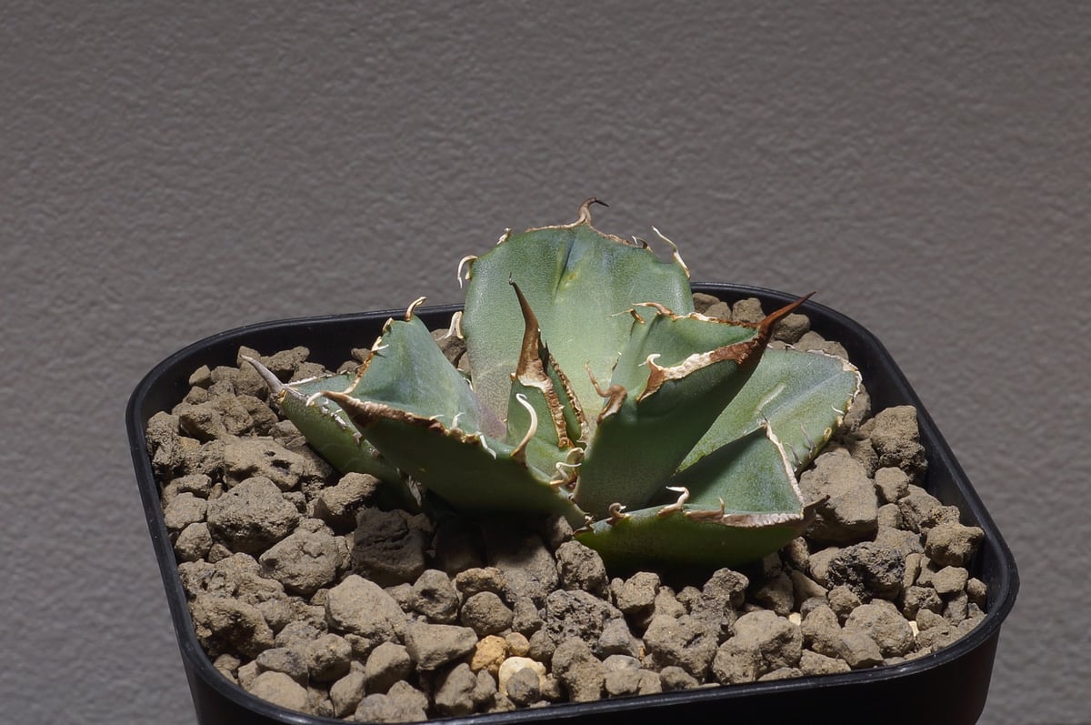 親株出品 アガベ チタノタ 黒豹 親株 アガベ チタノタ ブラックダイヤモンド 黒豹