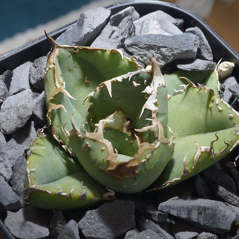 希少　アガベ　疣猪　イボイノシシ アガベ チタノタ 疣猪 / イボイノシシ WT-04 | アガベ専門店