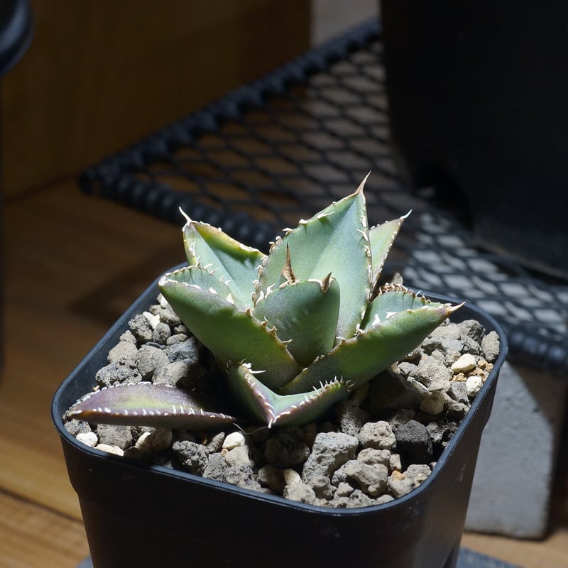 アガベ チタノタ 海王 / KO-01 | アガベ専門店 モンスターハウス