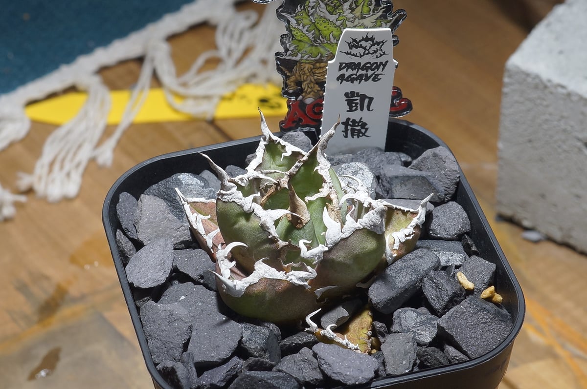 アガベ チタノタ シーザー 凱撒/ Dragon Agave産 cae-17 | アガベ専門店