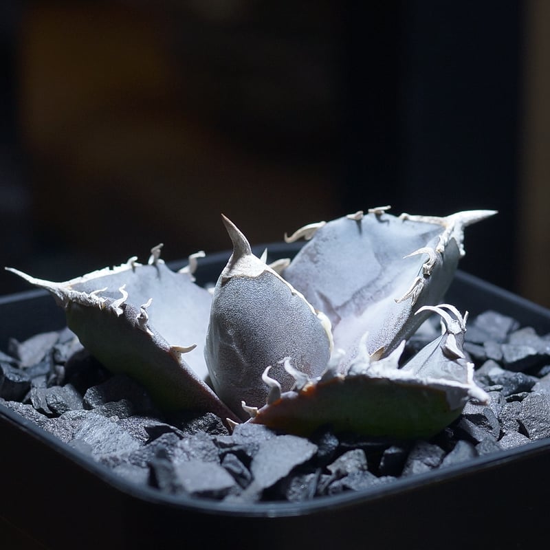 アガベ チタノタ 汪達/ Dragon Agave産 wd-02 | アガベ専門店 モンスタ