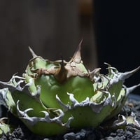 アガベ・チタノタ・凱撒（シーザー） アガベ チタノタ シーザー / 凱撒 【台湾産/中株/発根済み