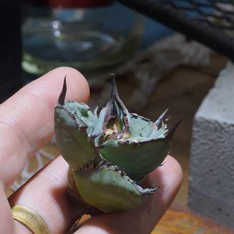 アイテム | アガベ専門店 モンスターハウス