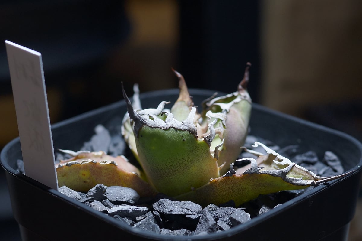 アガベ チタノタ シーザー 凱撒/ 毒刺産 cae-13 | アガベ専門店