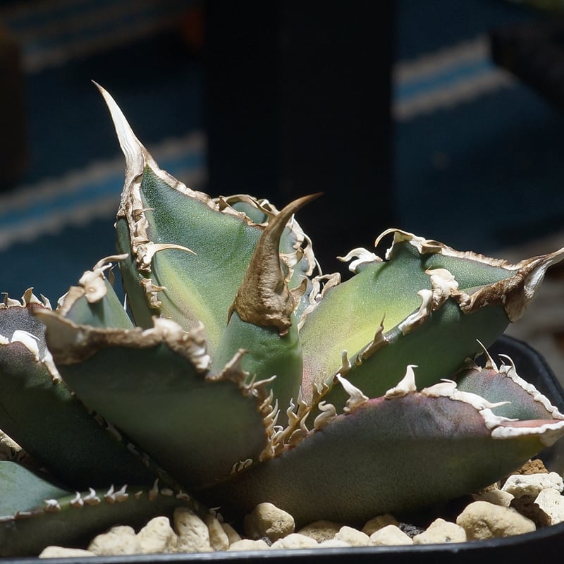 アガベ チタノタ 緑幽霊 / GG-07 | アガベ専門店 モンスターハウス