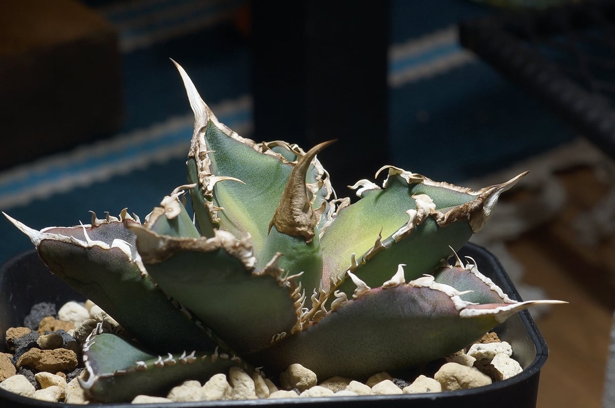 アガベ チタノタ 緑幽霊 / GG-07 | アガベ専門店 モンスターハウス