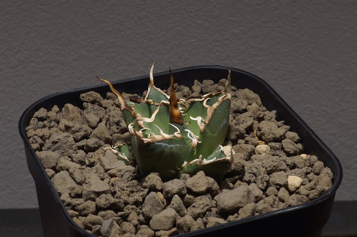 アガベ オアハカ オテロイ/ox-04 | アガベ専門店 モンスターハウス