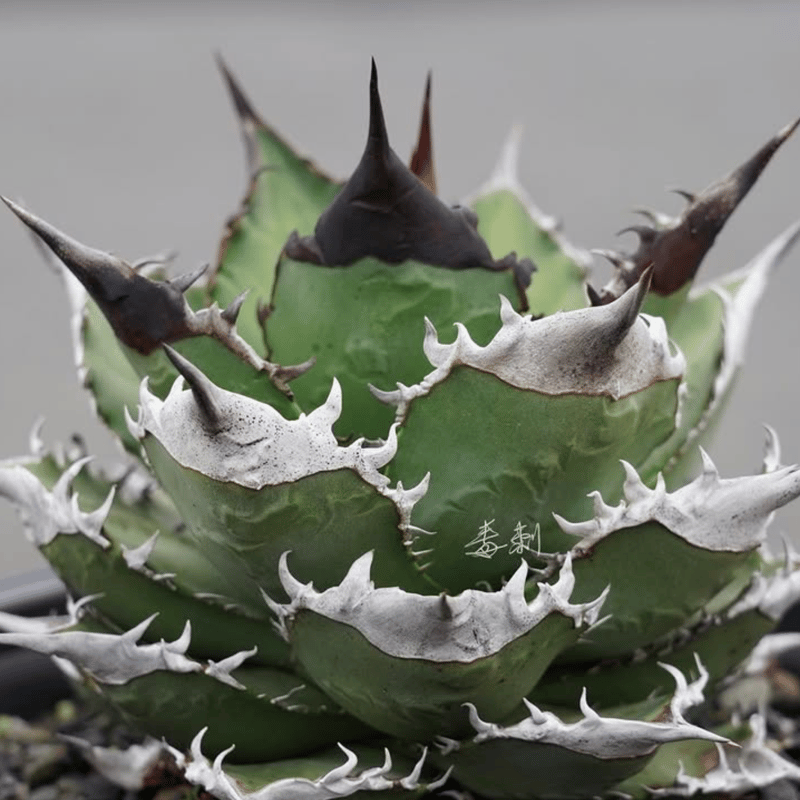 アガベ　チタノタ　毒刺B 子株 毒刺 アガベ チタノタ 毒刺GT/ 毒刺産 dgt-01 | アガベ専門店