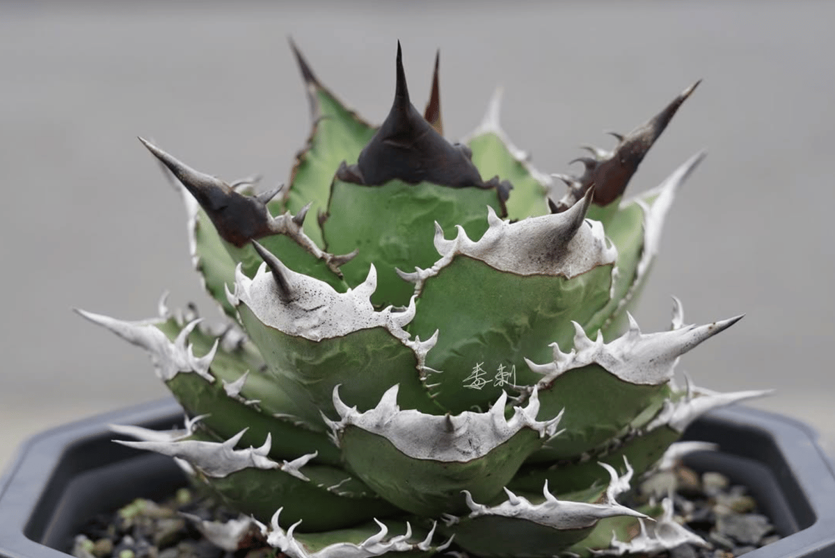 アガベ　チタノタ　毒刺G 子株　毒刺 アガベ・チタノタ 毒刺シリーズとは？？ | BEAT GARDEN 〜Agave