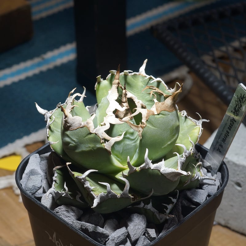 アガベ チタノタ 魔丸 / MG-11 | アガベ専門店 モンスターハウス