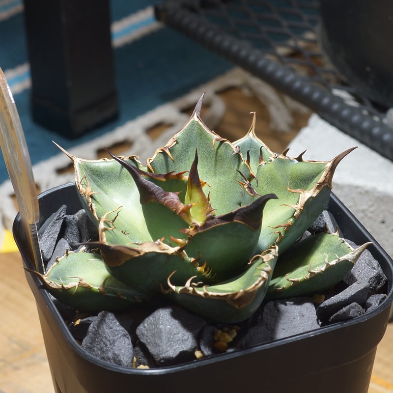 アガベ チタノタ 緑犀牛/ Dragon Agave産 GR-03 | アガベ専門店 モンス