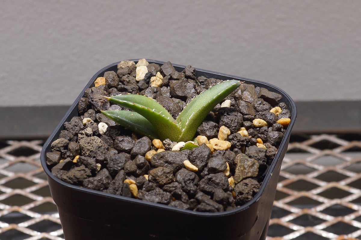 アガベ チタノタ 緑幽霊 / GG-02 | アガベ専門店 モンスターハウス