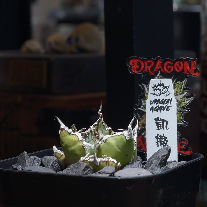 アガベ チタノタ シーザー 凱撒/ Dragon Agave産 cae-19 | アガベ専門店
