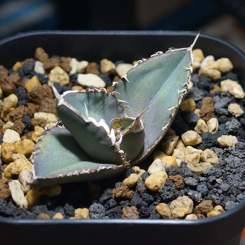 激レア【CG産】アガベ チタノタ　強棘　レア　　スパチタ　カクタスグリーン 優良株☆ アガベ チタノタ シチリア産 強棘 レア スパチタ カクタス