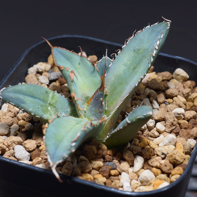 アガベ オテロイ 園芸ネット本店｜アガベ：オテロイ 3号ポット* の通販【公式】