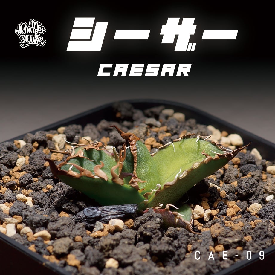 アガベ　チタノタ　シーザー　凱撒　caesar アガベ チタノタ シーザー 凱撒/cae-09 | アガベ専門店 モンスターハウス