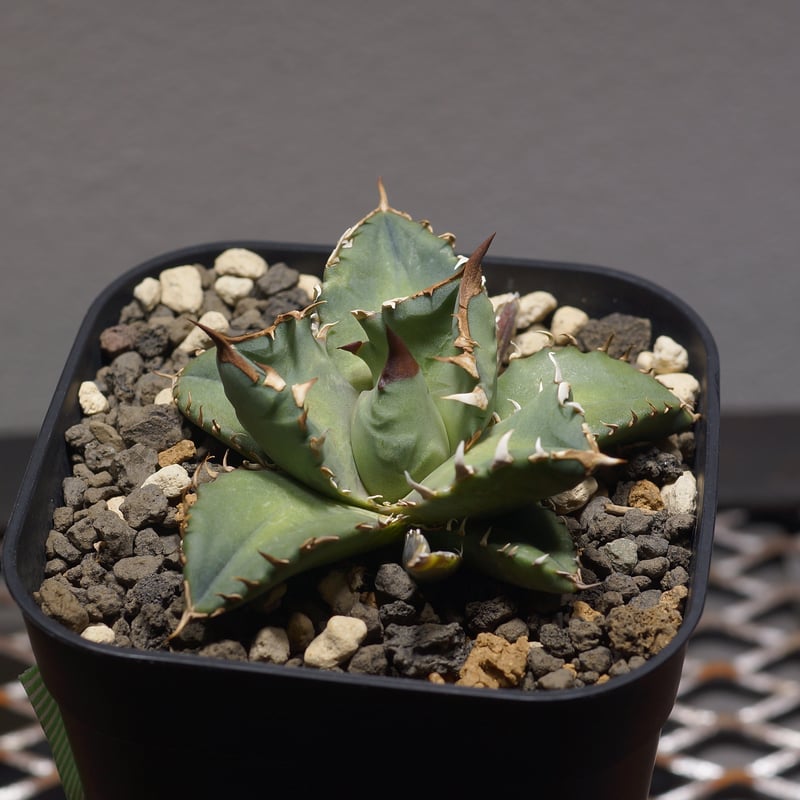 アガベ チタノタ 姫厳竜（ボールタイプ）/ HM-08 | アガベ専門店