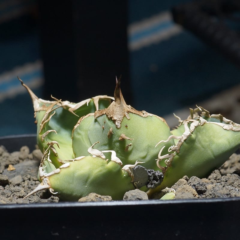 アガベ チタノタ　星空 fit=scale-down,w=1200