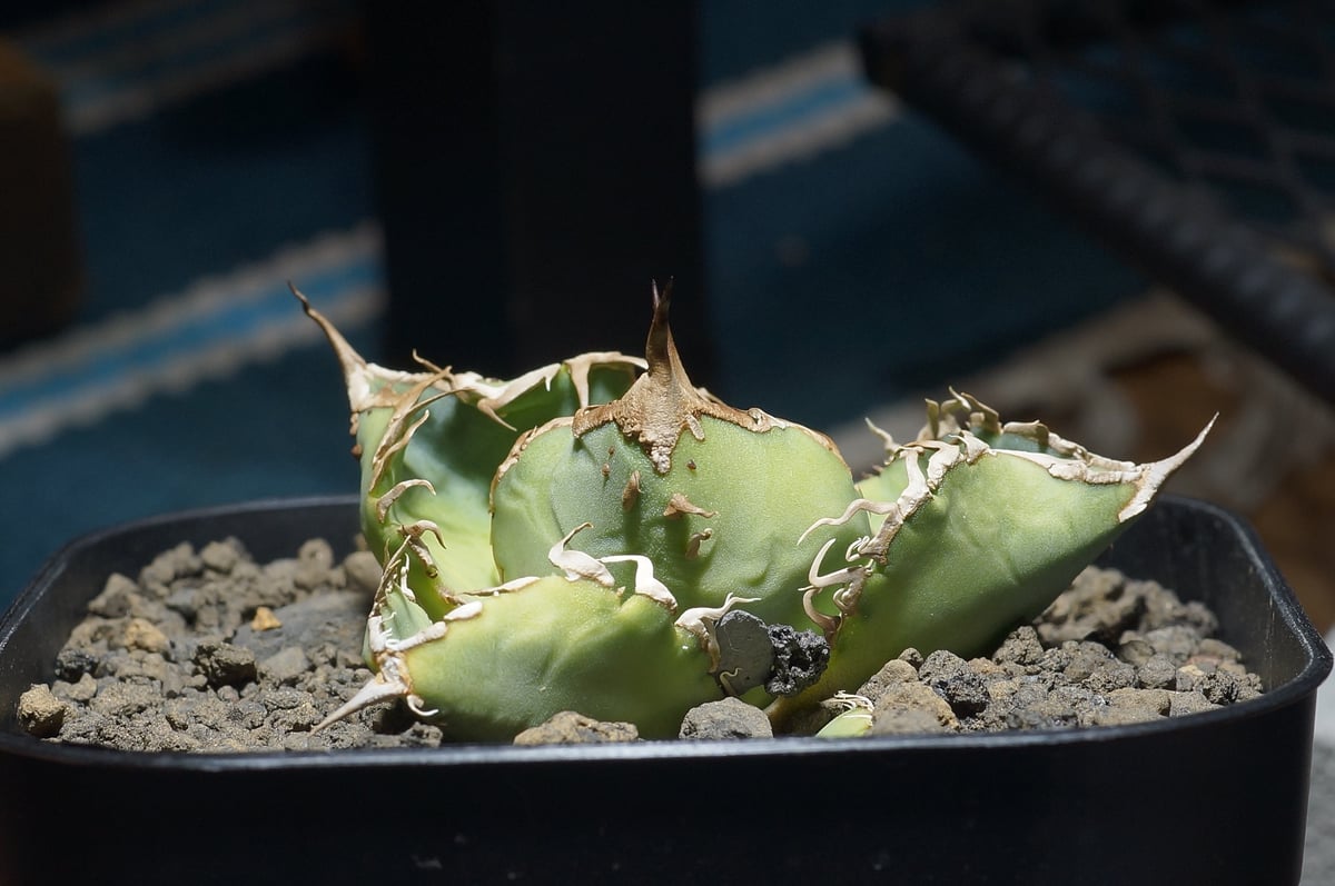 アガベ チタノタ 星空 / HZ-03 | アガベ専門店 モンスターハウス