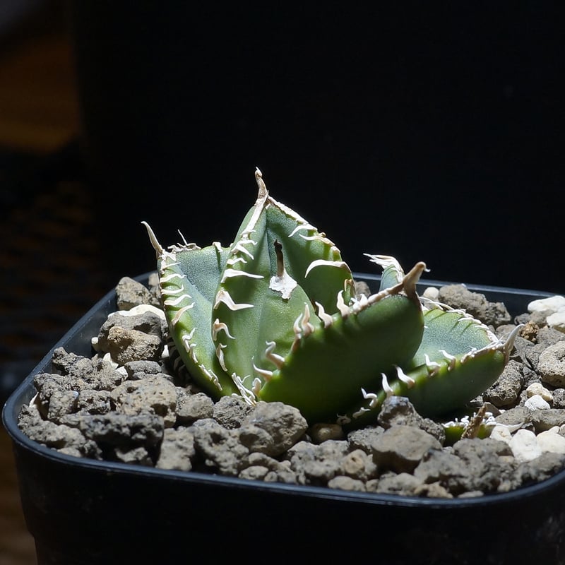 アガベ チタノタ 南アフリカダイヤモンド / SAD-11 | アガベ専門