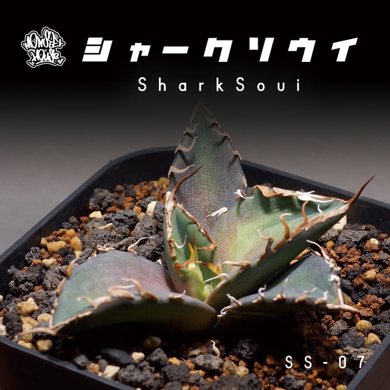 アガベ チタノタ シャークソウイ 子株 SS-07 | アガベ専門店