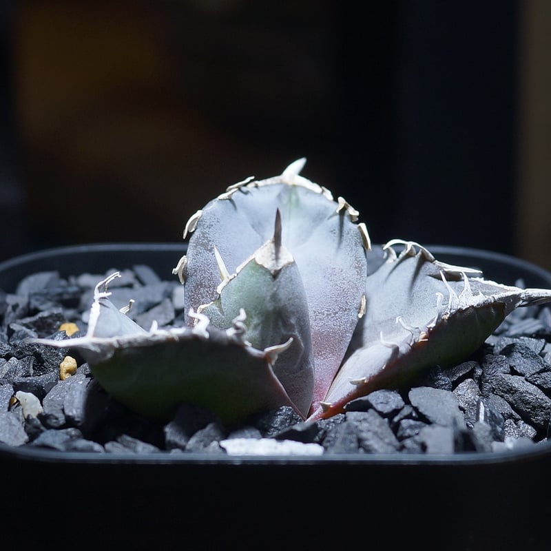 アガベ チタノタ 汪達/ Dragon Agave産 wd-02 | アガベ専門店 モンスタ