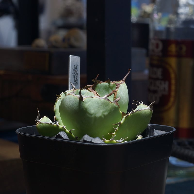 アガベ チタノタ ジャガーノート / JN-03 | アガベ専門店 モンスターハウス