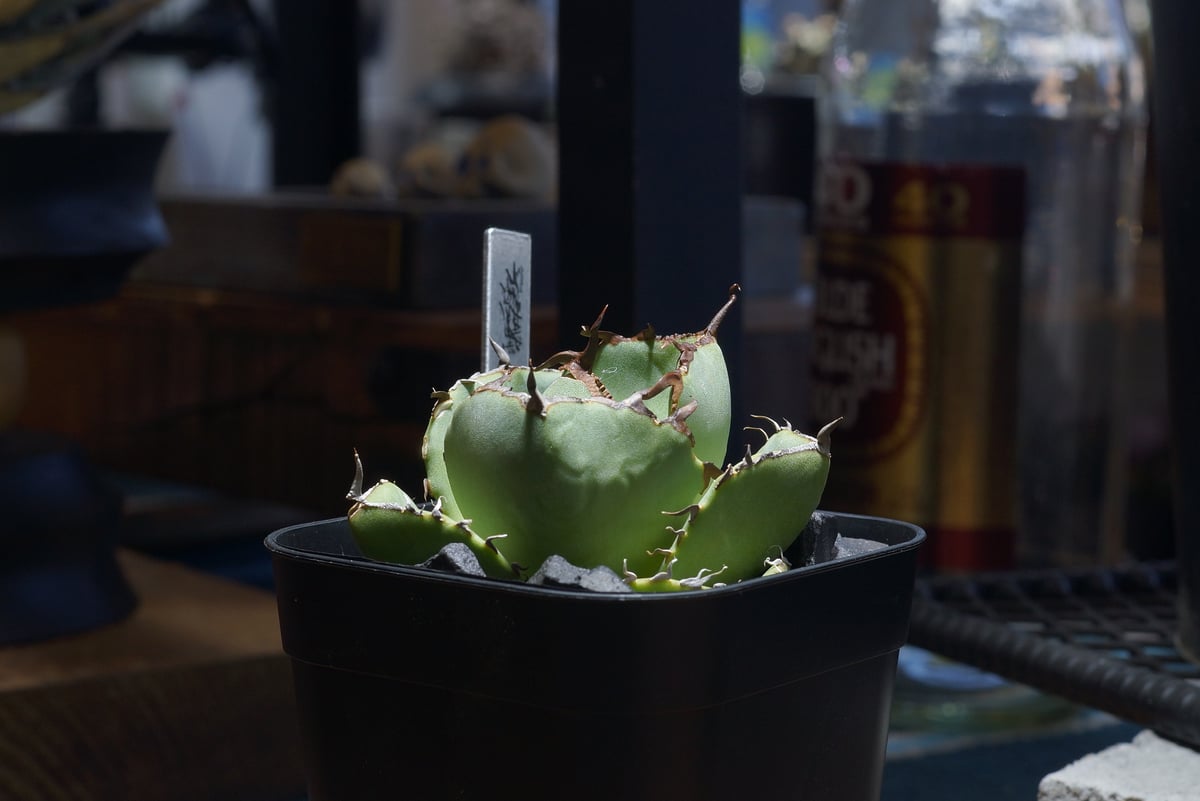 毒刺　ジャガーノート　アガベ　チタノタ アガベ チタノタ ジャガーノート 純血 / Agave titanota 'Juggernau