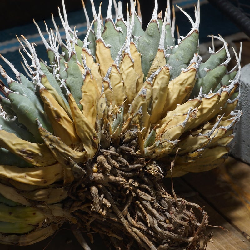 アガベ ユタエンシス エボリスピナ / ES-16 | アガベ専門店 モンスター