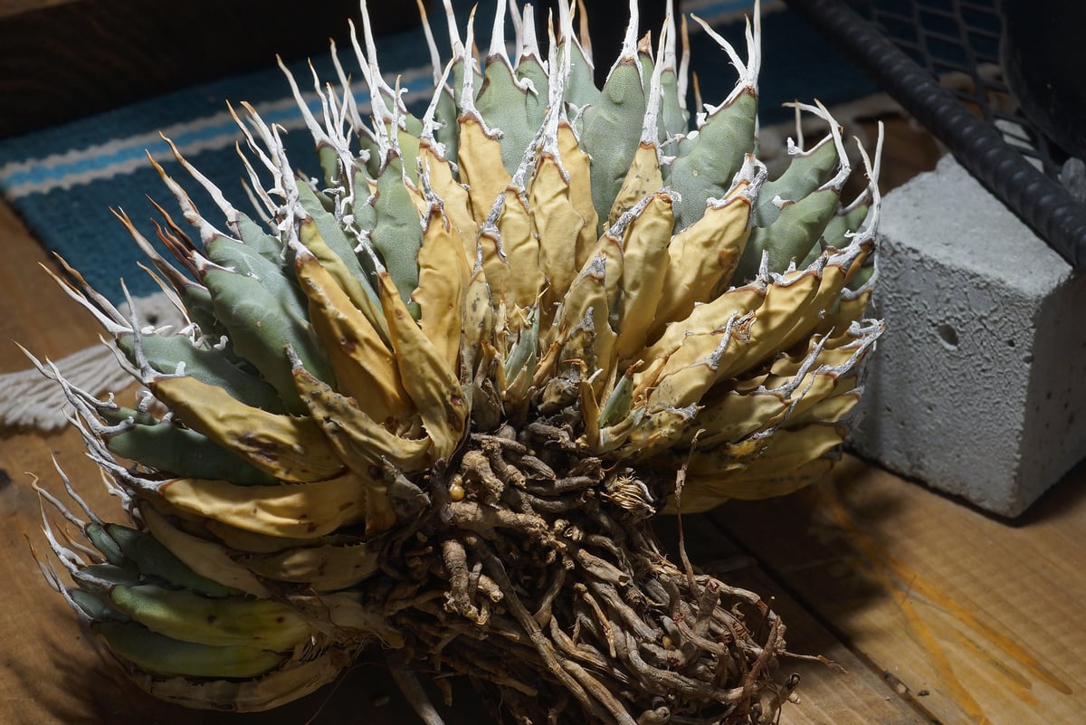 アガベ ユタエンシス エボリスピナ / ES-16 | アガベ専門店 モンスター