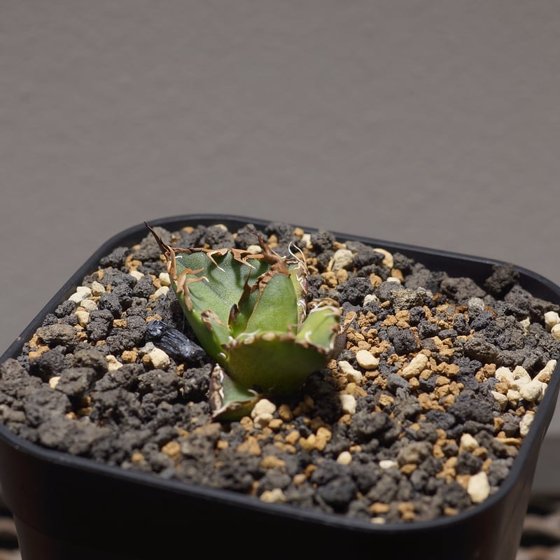 アガベ チタノタ シーザー 凱撒/cae-09 | アガベ専門店 モンスターハウス