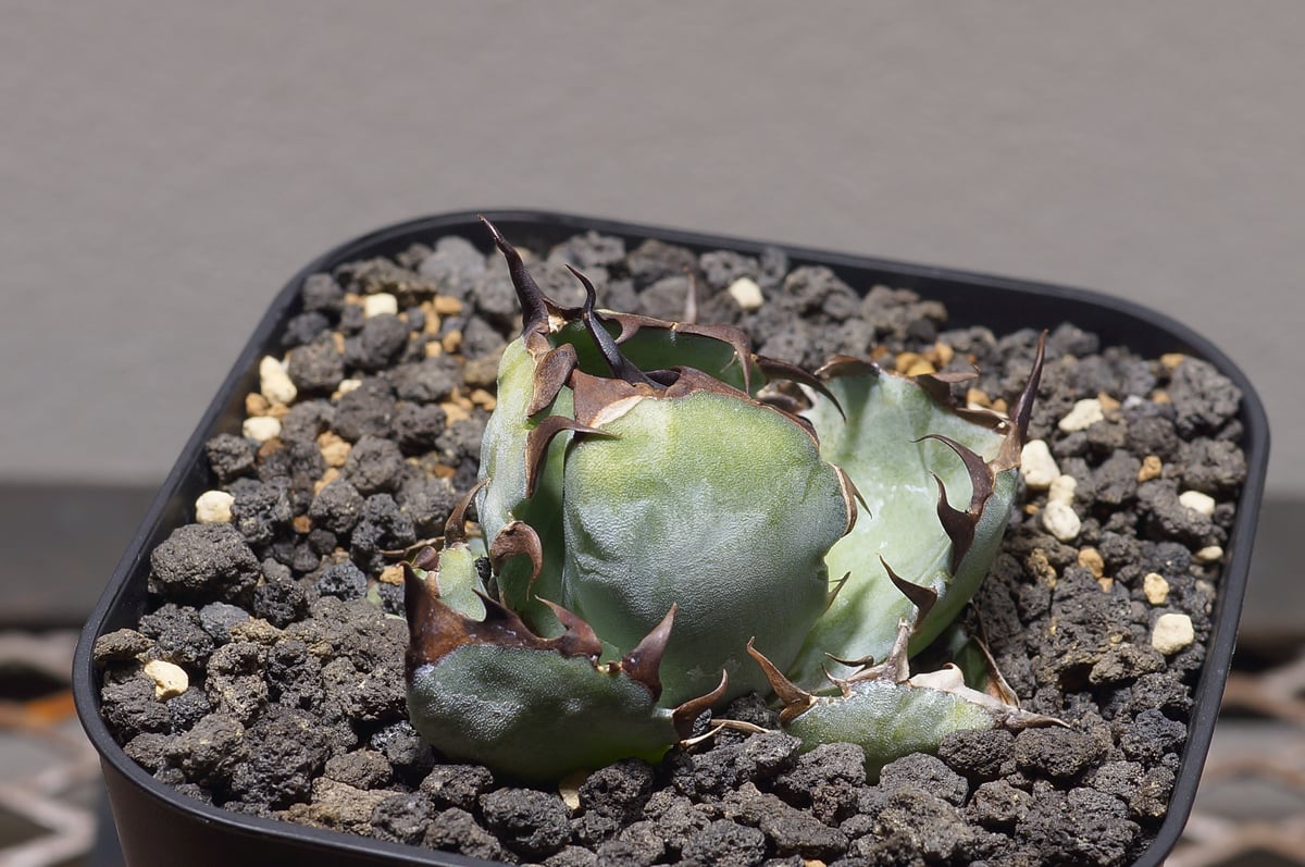 アガベ チタノタ ブラックアンドブルー/bb-37 | アガベ専門店