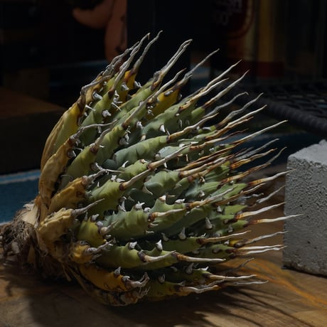 ⭐*ー様 アガベ ユタエンシス　エボリスピナ アガベユタエンシスエボリスピナ | STORES