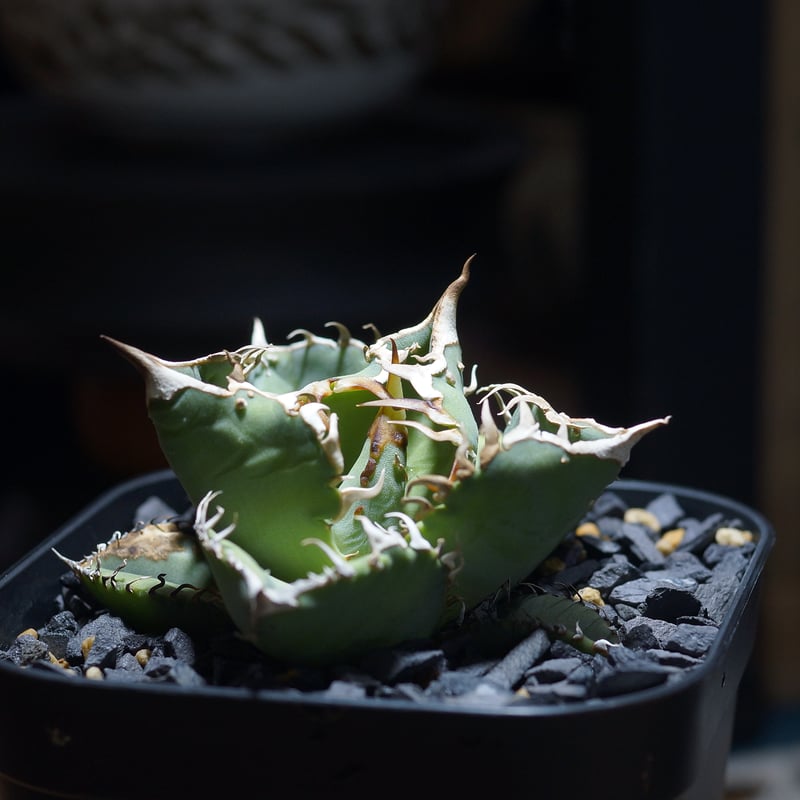 Agave Dennis チタホリ　チーホー Agave Dennis チタホリ チーホー Agave Titanota Dennis 015/040/043