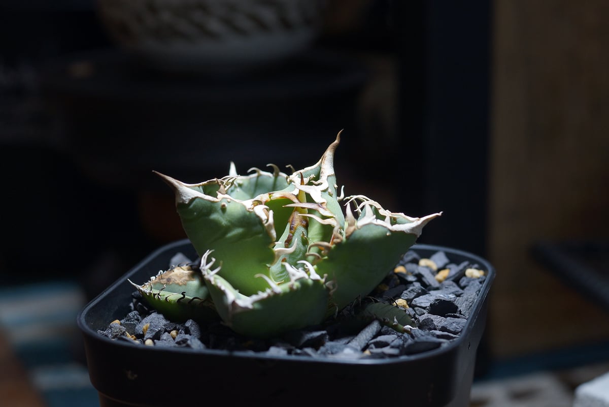 アガベ チタノタ Dennis 018/ Dragon Agave産 D018-01 | ア